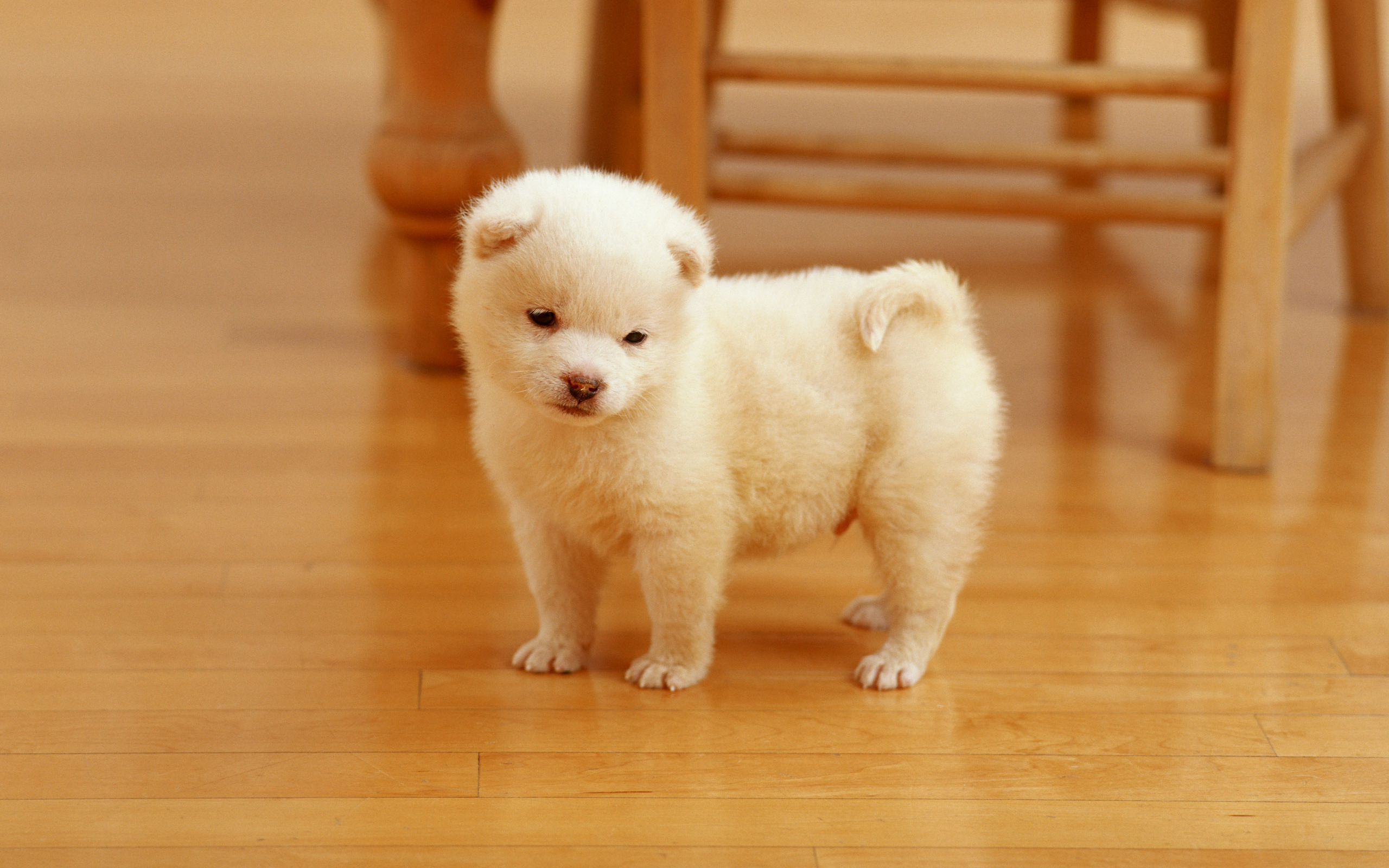 Cutest Puppy121942602 - Cutest Puppy - Tern, Puppy, Cutest